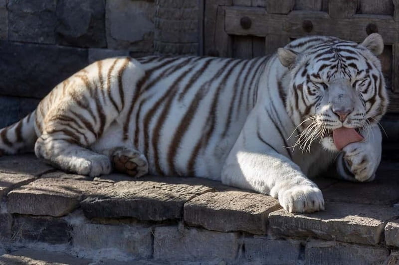 Brugelette: Pairi Daiza Zoo Entry Ticket - Authentic Experiences and Genuine Value