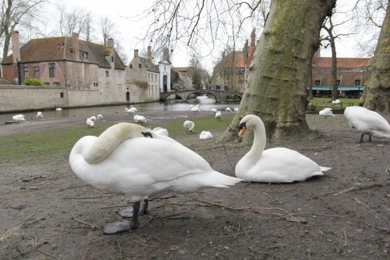 Bruges: Private Interactive Trivia City Tour - Good To Know