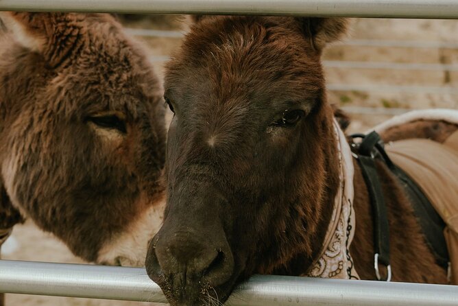 Brunch With Mini Rescue Burros in Southern California - Exploring the Scenic Morongo Valley