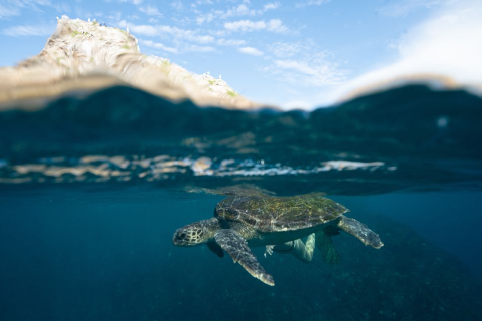Brunswick Heads: Snorkeling Byron Bay Tour at Julian Rocks - Key Points