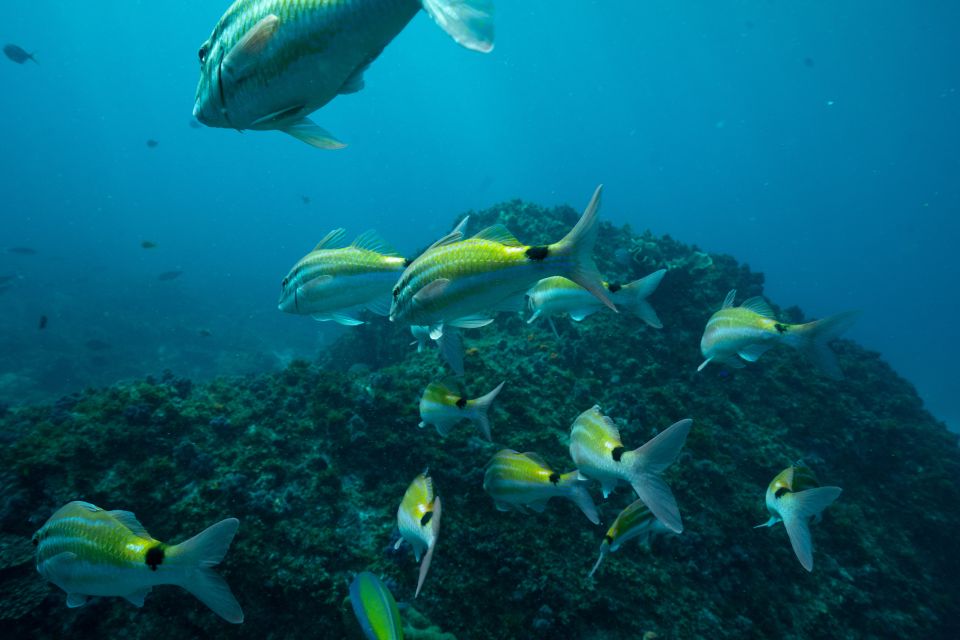 Brunswick Heads: Snorkeling Byron Bay Tour at Julian Rocks - Suitability and Restrictions