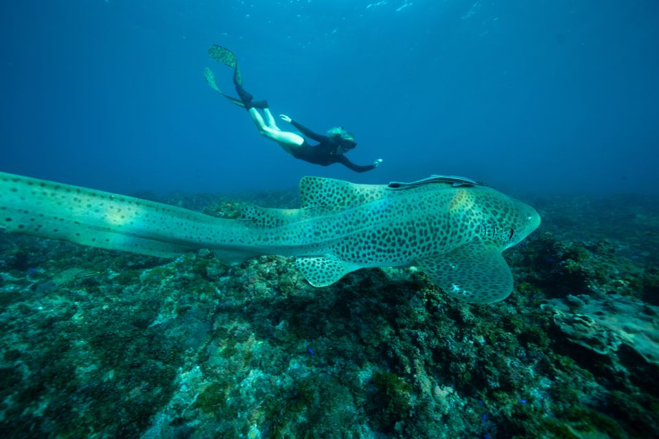 Brunswick Heads: Snorkeling Byron Bay Tour at Julian Rocks - Tour Highlights and Activities