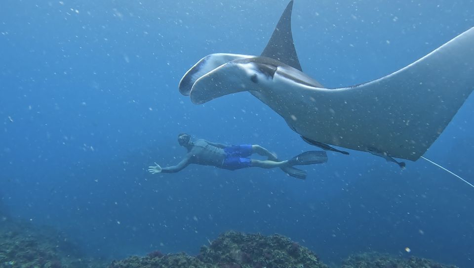 Brunswick Heads: Snorkeling Byron Bay Tour at Julian Rocks - Itinerary and Optional Activities