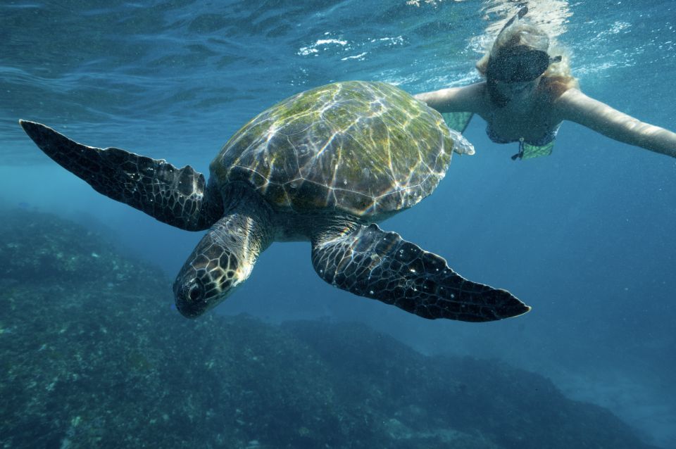 Brunswick Heads: Snorkeling Byron Bay Tour at Julian Rocks - Frequently Asked Questions
