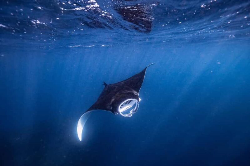 Brunswick Heads: Snorkelling in Byron Bay - Key Points