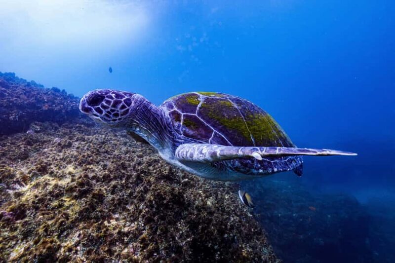 Brunswick Heads: Snorkelling in Byron Bay - FAQ