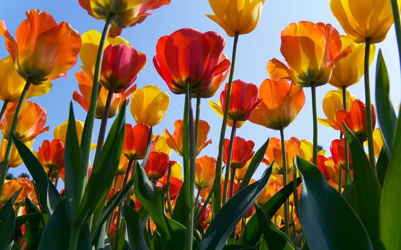 Brussels: Holland Keukenhof & Kinderdijk Guided Day Tour - The Sum Up