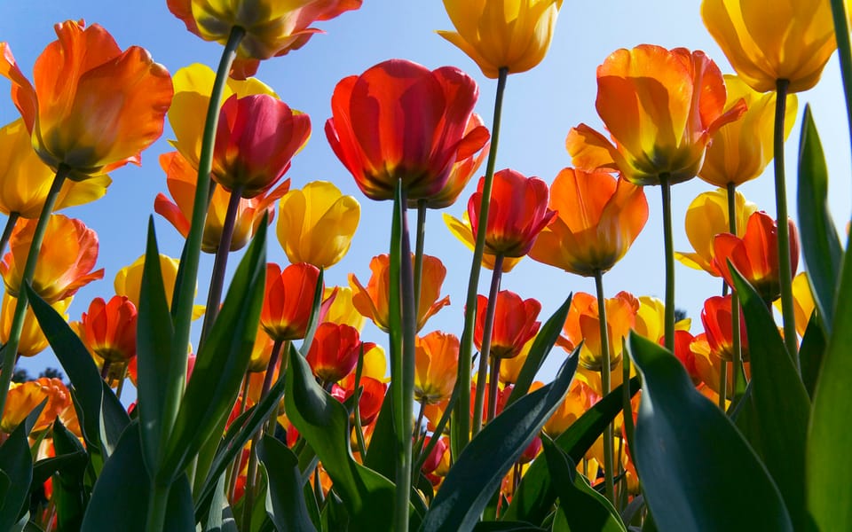 Brussels: Holland Keukenhof & Kinderdijk Guided Day Tour - Transportation, Guides, and Overall Value