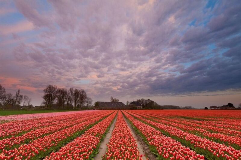 Brussels: Keukenhof, Tulips, and Delft Day Trip - Good To Know