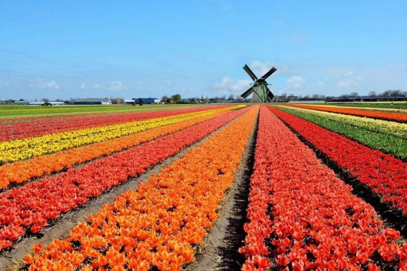 Brussels: Keukenhof, Tulips, and Delft Day Trip - Highlights of the Itinerary