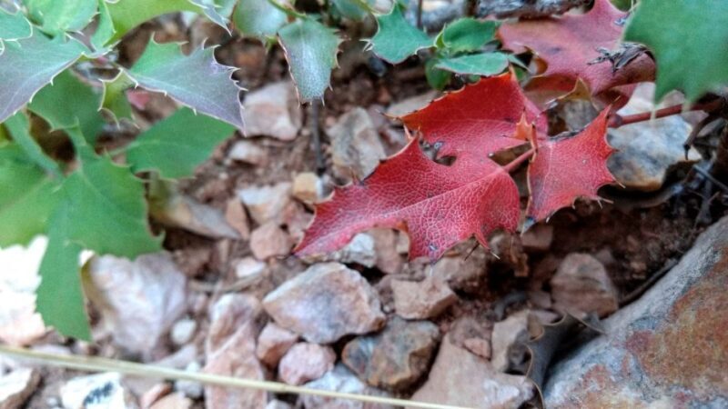 Bryce Canyon National Park Hiking Experience - The Value of Guided Tours at Bryce