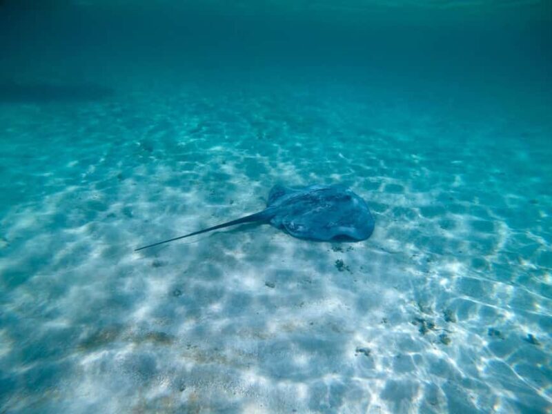 Buccoo Reef and Nylon Pool Adventure - Authentic Experiences and Traveler Feedback