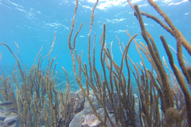 Buccoo Reef and Nylon Pool Adventure - Traveler Experiences and Reviews