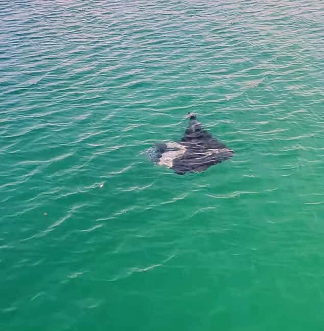 Buccoo Reef Nylon Pool Tour - Captain Phillips - The Sum Up