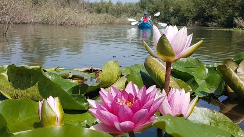 Bucharest: Arges River Kayaking Tour with Transfers - An Accessible Nature Escape Close to Bucharest