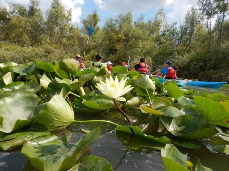 Bucharest: Arges River Kayaking Tour with Transfers - The Itinerary: What to Expect Step-by-Step