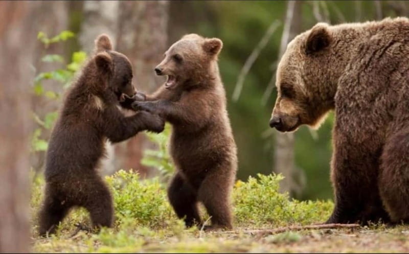 Bucharest: Bears Safari on Top Gear Road Transfagarasan - The Experience in Detail