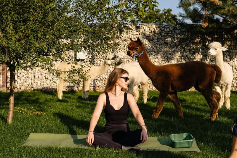 Bucharest: Day Trip at the The Tribe Alpaca Retreat - An Authentic Countryside Experience Near Bucharest