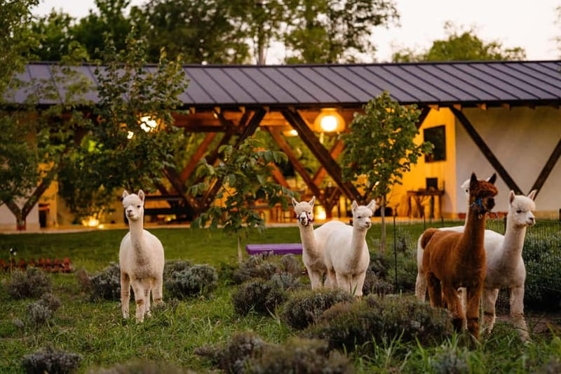 Bucharest: Day Trip at the The Tribe Alpaca Retreat - The Practicalities: What’s Included and What’s Not