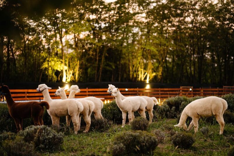 Bucharest: Day Trip at the The Tribe Alpaca Retreat - Key Points