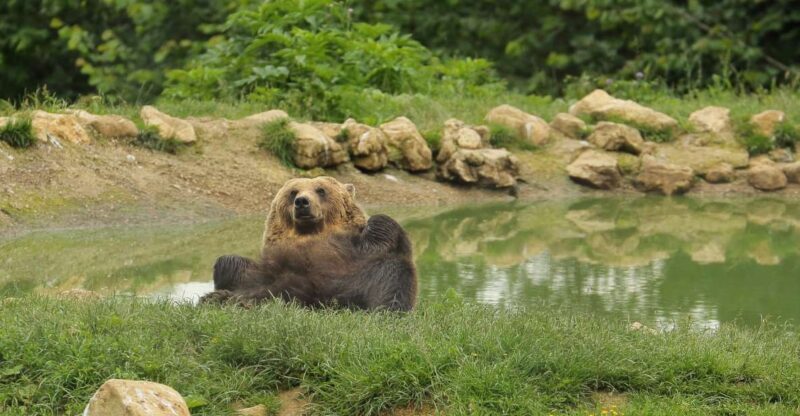 Bucharest: Day Trip to Bear Sanctuary, Bran Castle & Brasov - Practical Tips