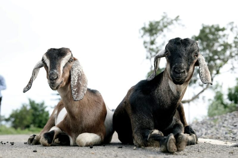 Bucharest: Ranch with Domestic Animals Day Trip - Considerations and Tips