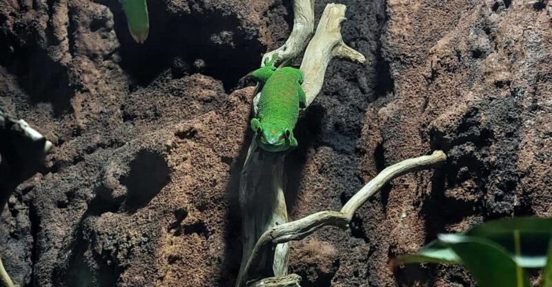 Bucharest: Reptiland Bucharest Entry Ticket - Tips for a Great Visit