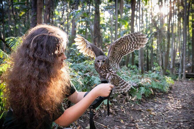 Buderim Forest Flight Owl Encounter and Tour - What the Tour Offers: A Detailed Breakdown