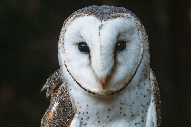 Buderim Forest Flight Owl Encounter and Tour - What Travelers Are Saying