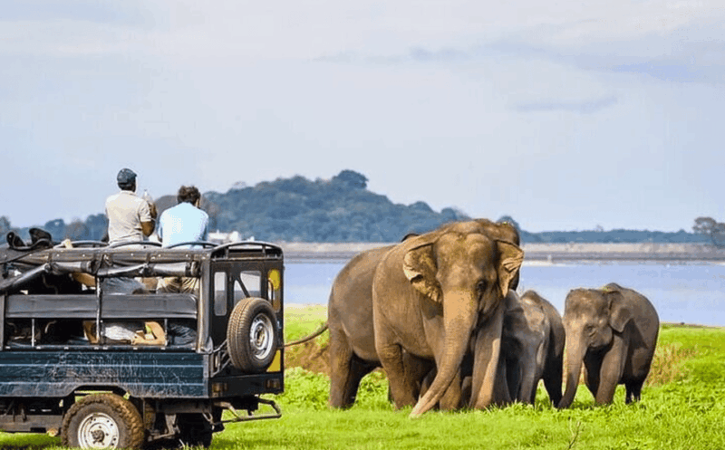 Budget Safari to Udawalawa National Park From Colombo - Good To Know