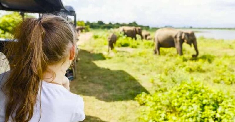 Budget Safari to Udawalawa National Park From Colombo - Itinerary Highlights