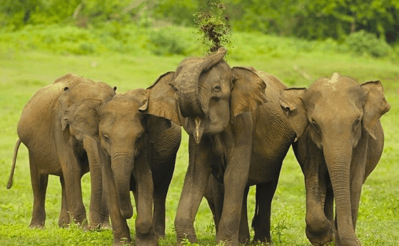 Budget Safari to Udawalawa National Park From Colombo - Wildlife Experience
