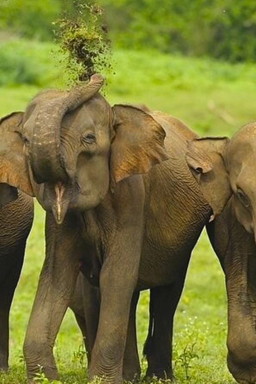 Budget Safari to Udawalawa National Park From Colombo - Important Information
