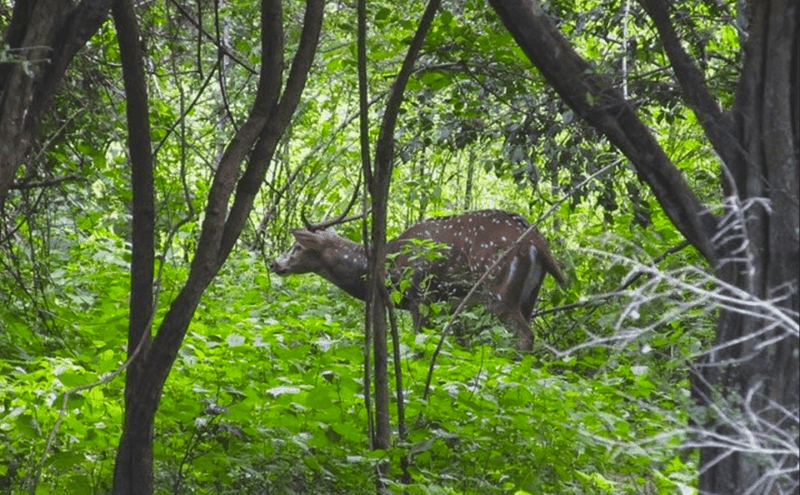 Budget Safari to Udawalawa National Park From Colombo - Pickup and Transportation