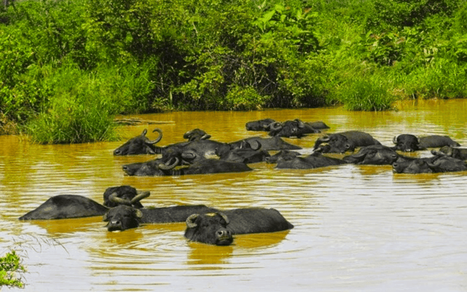 Budget Safari to Udawalawa National Park From Colombo - Frequently Asked Questions