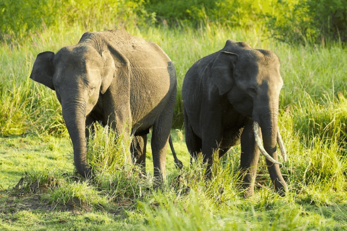 Budget Safari to Wilpaththu National Park From Kandy - Booking and Pricing