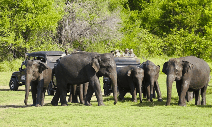 Budget Safari to Wilpaththu National Park From Kandy - Inclusions and Amenities