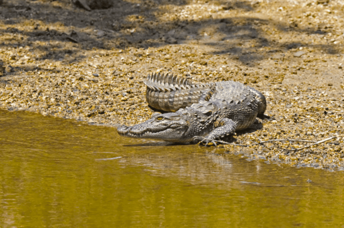 Budget Safari to Wilpaththu National Park From Kandy - Trip Details and Logistics
