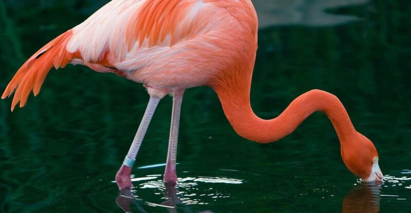 Buenos Aires: Temaiken Biopark Official Tickets - Key Points