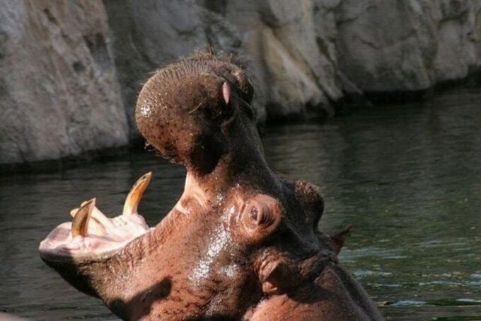 Buenos Aires: Temaiken Biopark Official Tickets - Customer Ratings and Feedback