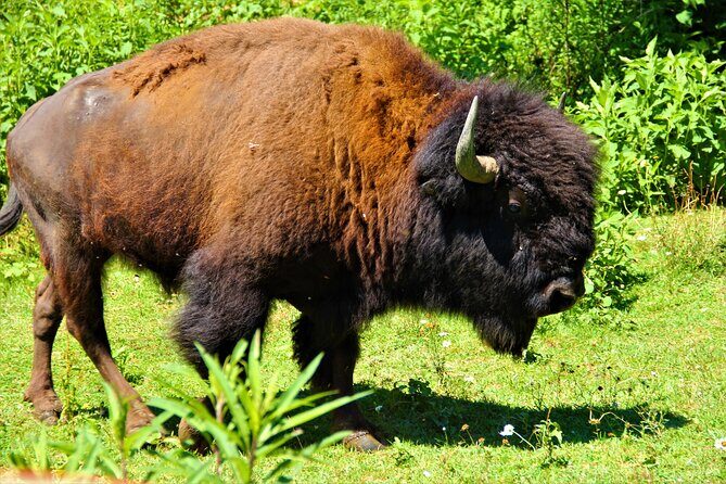Buffalo Creek Ranch Tour Experience - A Close Look at the Buffalo Creek Ranch Experience