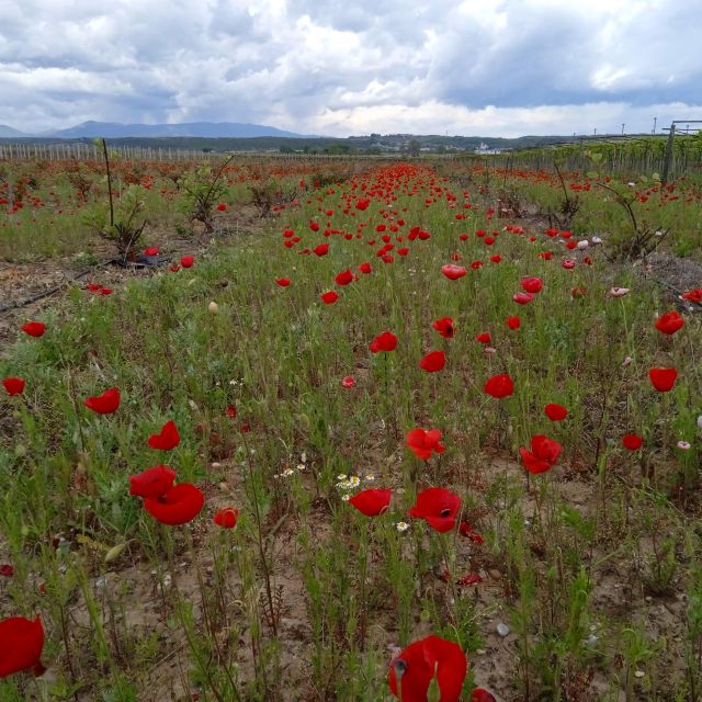 Buggy Safari Discover Olympus by Classic Buggy Rentals - Bookings and Cancellation