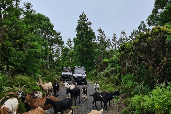 BUGGY TOUR - West / Center of the Island (Off-Road) - Visiting Key Locations