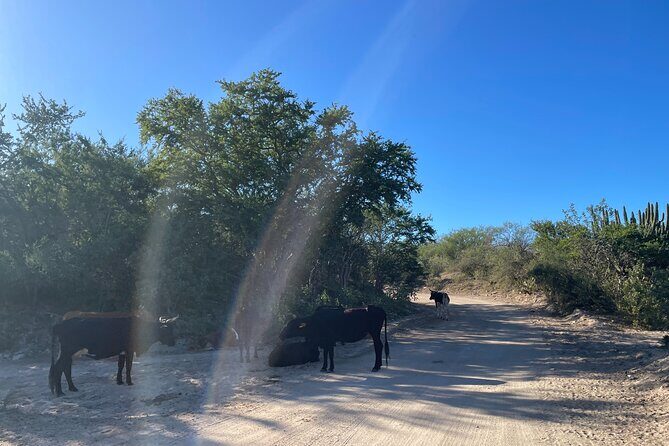 Build Your Own: Off Road Adventure in Los Cabos - The Value of This Adventure