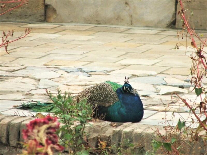 Bukhara Countryside Tour-Summer Residence & Nakshband Center - Key Attractions