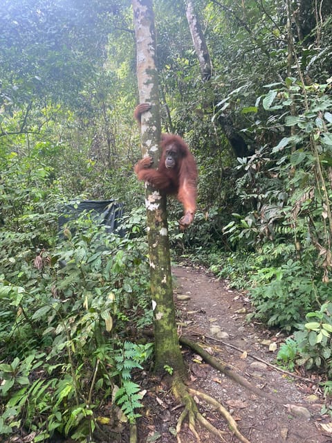 Bukit Lawang: 4-Day Orangutan Jungle Trekking Adventure - Opportunities for Swimming and Survival