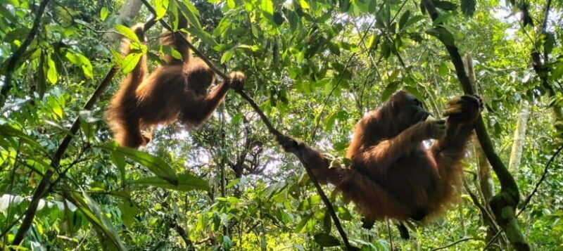 Bukit Lawang: A Unique Wildlife Tour & Overnight into Jungle - Final Thoughts: Why You Should Consider This Experience