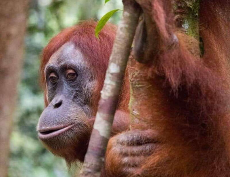 Bukit Lawang: A Unique Wildlife Tour & Overnight into Jungle - FAQ