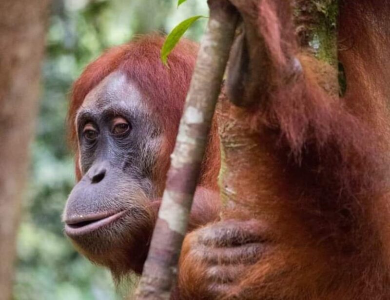 Bukit Lawang: a Unique Wildlife Tour & Overnight Into Jungle - Highlights of the Jungle Trek