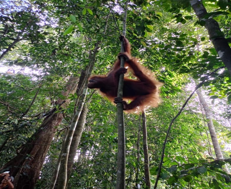 Bukit Lawang: a Unique Wildlife Tour & Overnight Into Jungle - Entry Fees and Booking Details